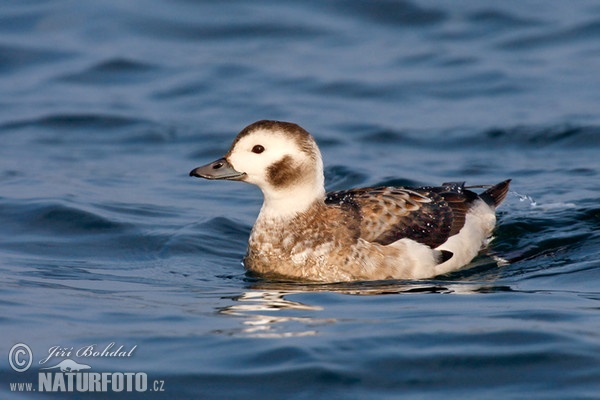 Long Tailed Duck (Clangula hyemalis)