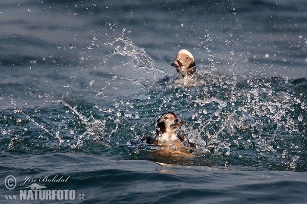 Long Tailed Duck (Clangula hyemalis)