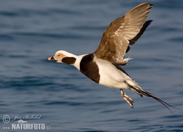 Long Tailed Duck (Clangula hyemalis)