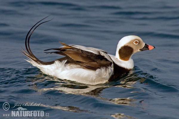 Long Tailed Duck (Clangula hyemalis)