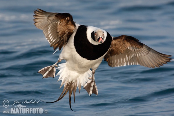 Long Tailed Duck (Clangula hyemalis)