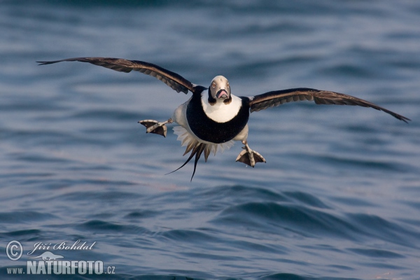 Long Tailed Duck (Clangula hyemalis)