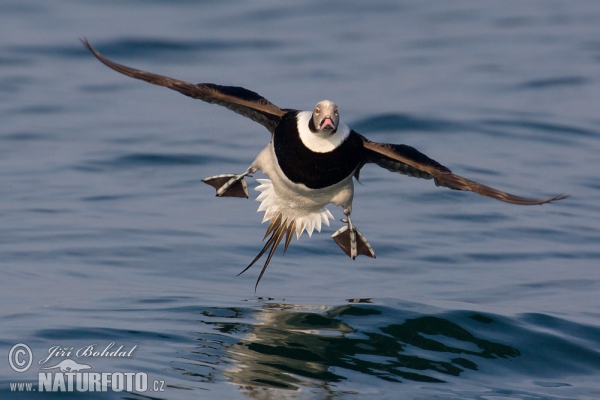 Long Tailed Duck (Clangula hyemalis)