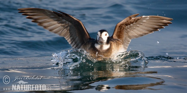 Long Tailed Duck (Clangula hyemalis)