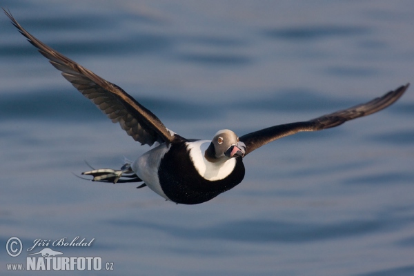 Long Tailed Duck (Clangula hyemalis)