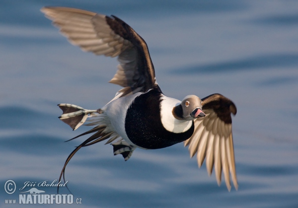 Long Tailed Duck (Clangula hyemalis)