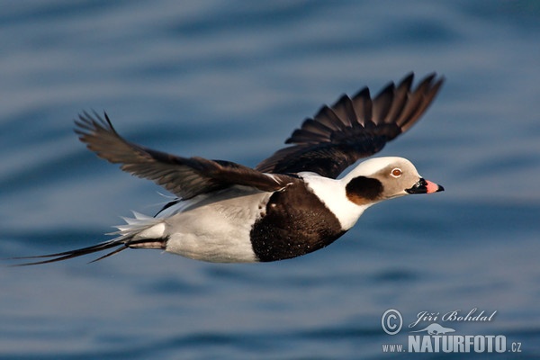 Long Tailed Duck (Clangula hyemalis)