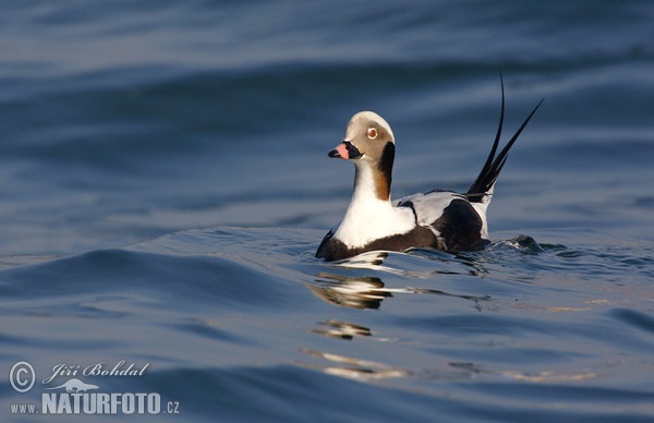 Long Tailed Duck (Clangula hyemalis)