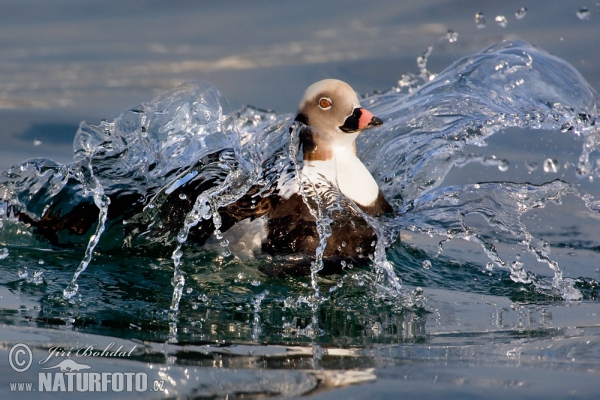 Long Tailed Duck