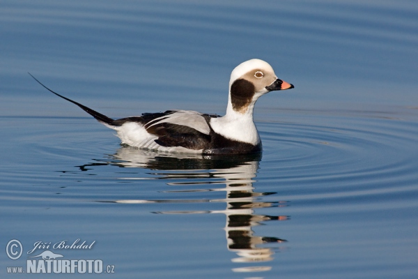 Long Tailed Duck (Clangula hyemalis)