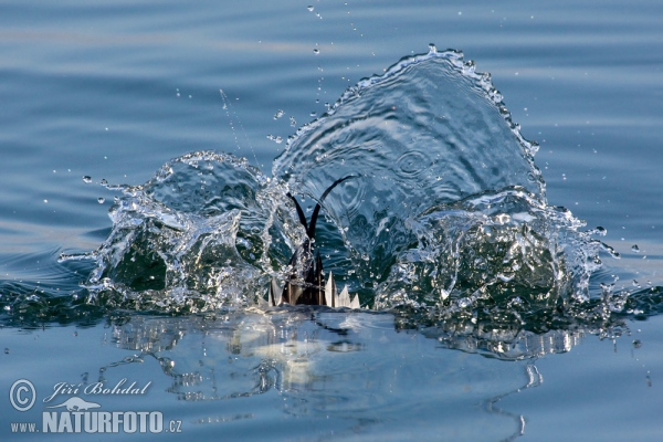 Long Tailed Duck (Clangula hyemalis)