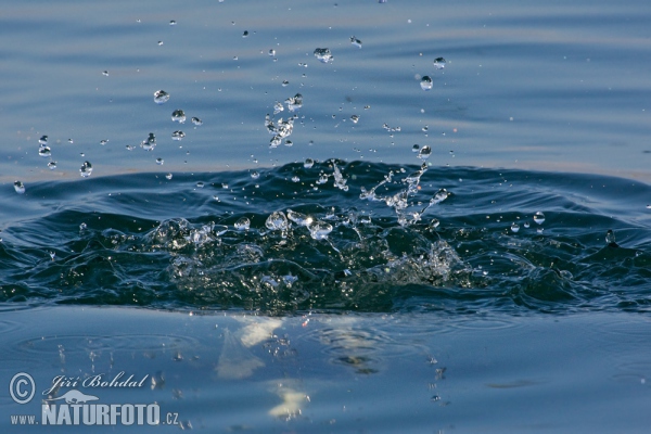 Long Tailed Duck (Clangula hyemalis)