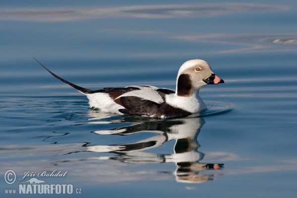 Long Tailed Duck (Clangula hyemalis)