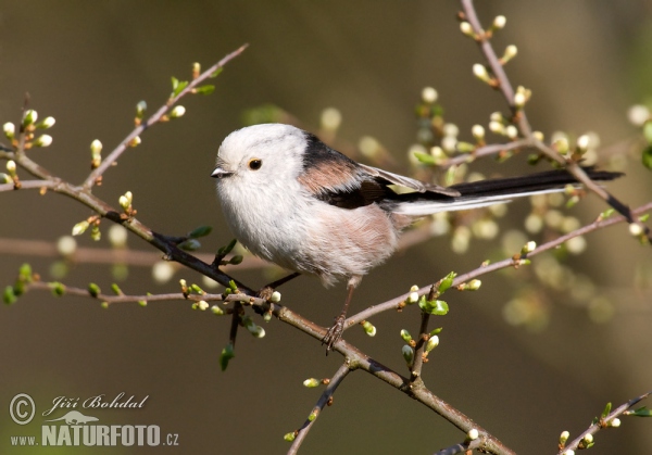 Long-tailed Tit (Aegithalos caudatus)