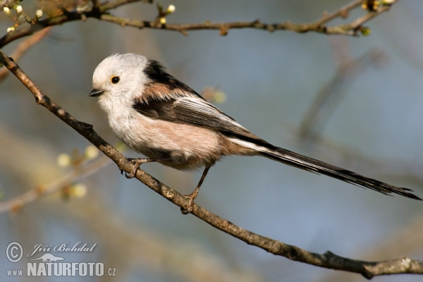 Long-tailed Tit (Aegithalos caudatus)