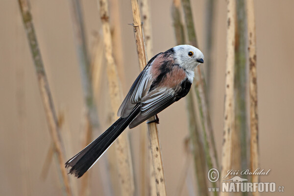 Long-tailed Tit (Aegithalos caudatus)