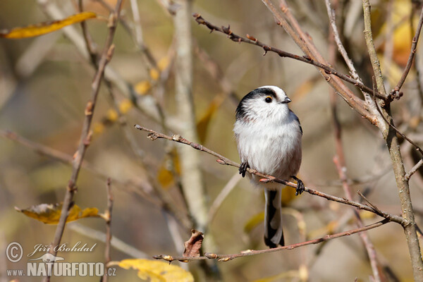 Long-tailed Tit (Aegithalos caudatus)