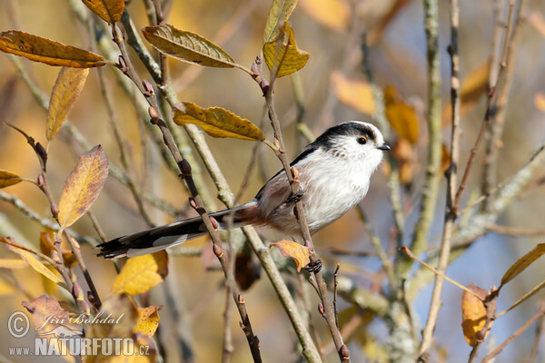 Long-tailed Tit (Aegithalos caudatus)