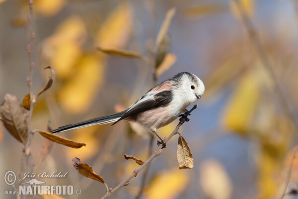 Long-tailed Tit (Aegithalos caudatus)