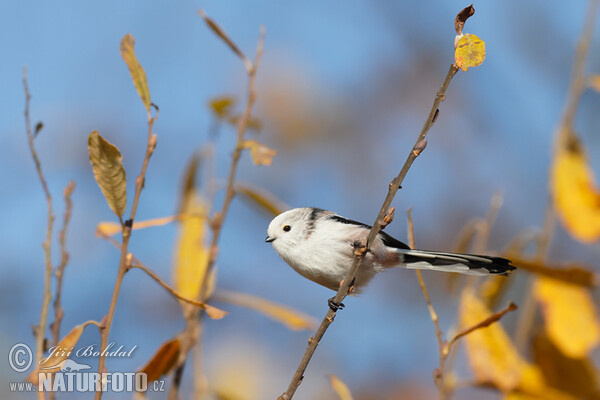 Long-tailed Tit (Aegithalos caudatus)