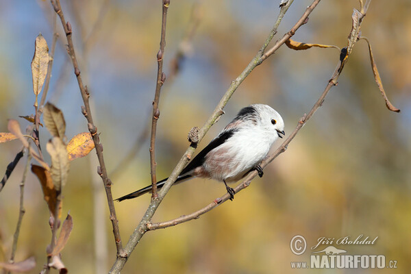 Long-tailed Tit (Aegithalos caudatus)