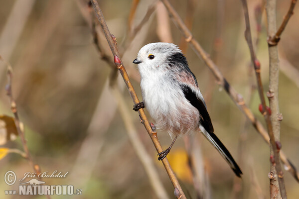 Long-tailed Tit (Aegithalos caudatus)