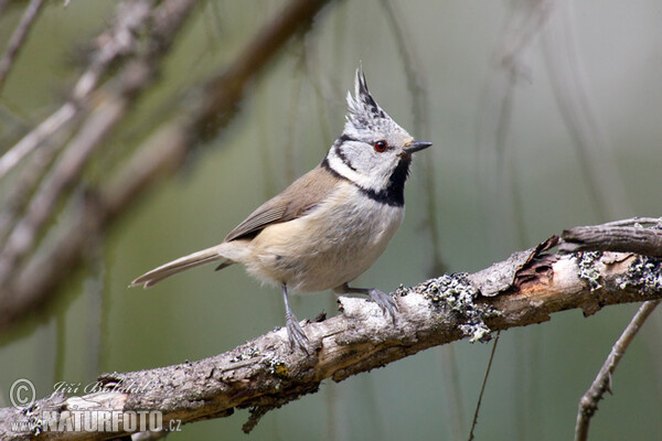 Lophophanes cristatus