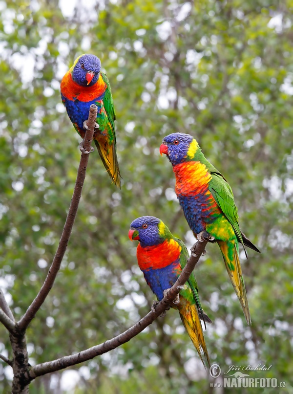 Lorichetto arcobaleno della Tasmania