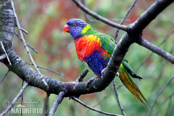 Lorichetto arcobaleno della Tasmania