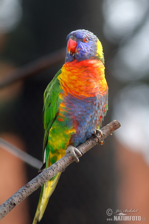 Lorichetto arcobaleno della Tasmania