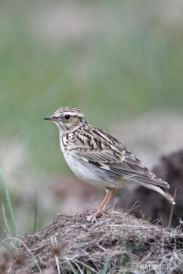 Lullula arborea