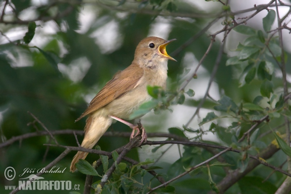 Luscinia megarhynchos