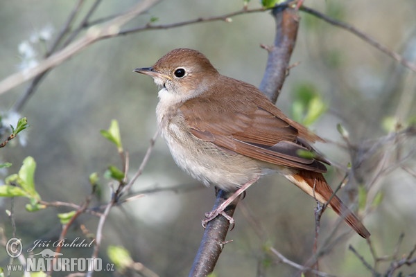 Luscinia megarhynchos