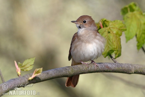 Luscinia megarhynchos