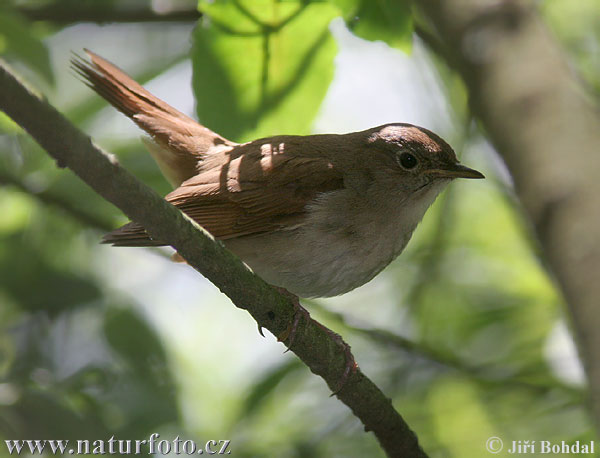 Luscinia megarhynchos