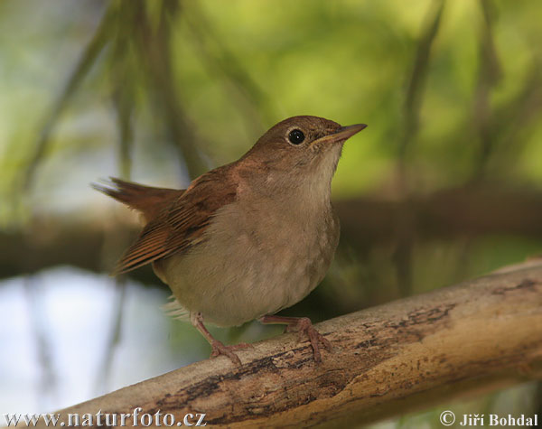 Luscinia megarhynchos