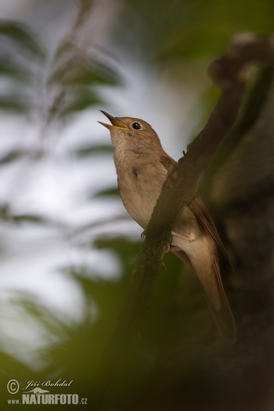 Luscinia megarhynchos