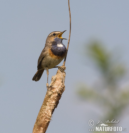 Luscinia svecica