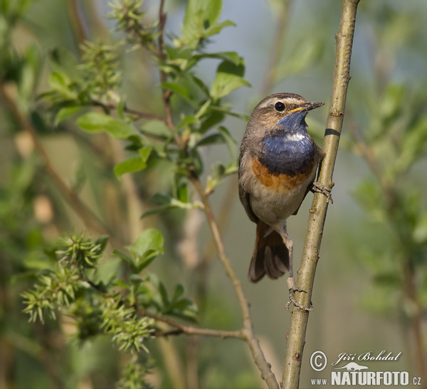 Luscinia svecica