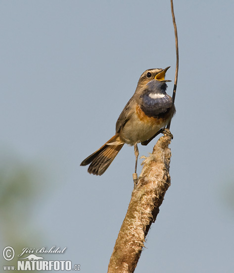 Luscinia svecica