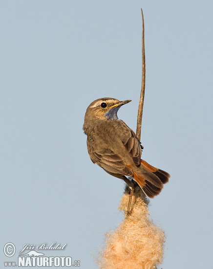 Luscinia svecica