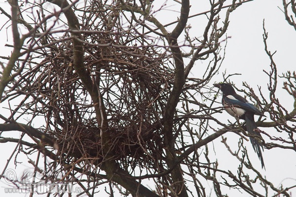 Magpie (Pica pica)