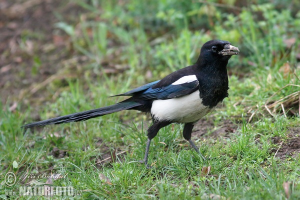 Magpie (Pica pica)