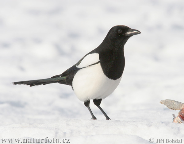 Magpie erasia