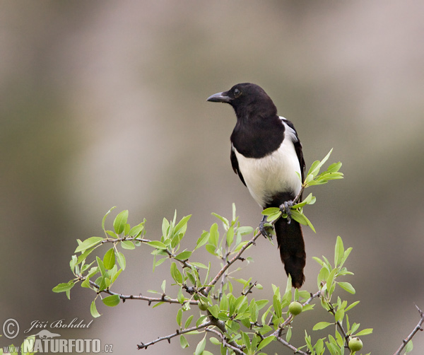 Magpie erasia