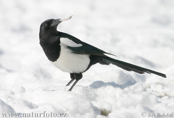 Magpie erasia