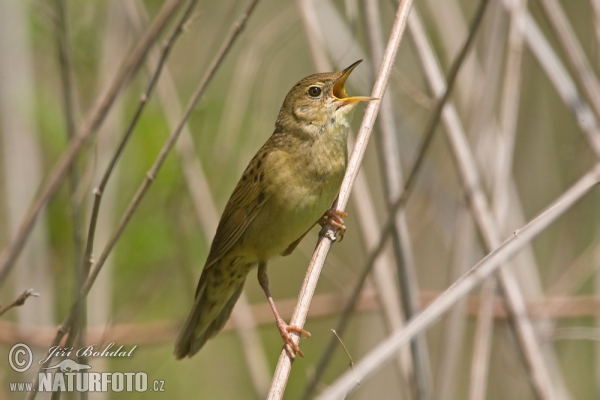 Makula grilbirdo