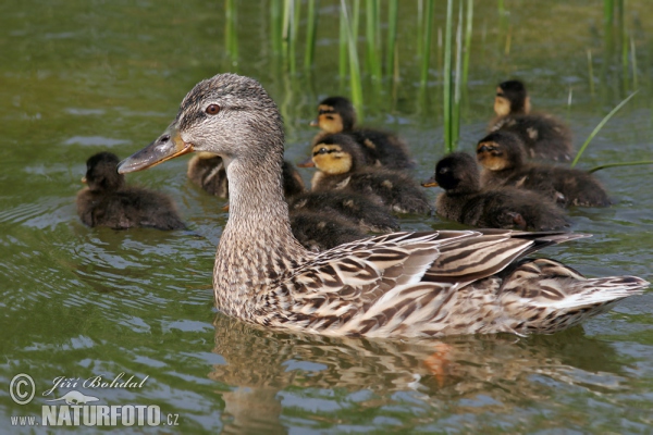 Mallard (Anas platyrhynchos)