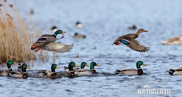 Mallard (Anas platyrhynchos)