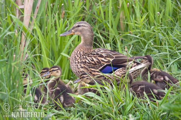 Mallard (Anas platyrhynchos)